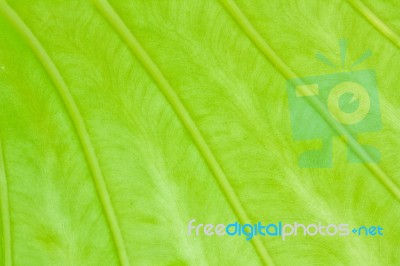 Texture Of A Green Leaf Stock Photo