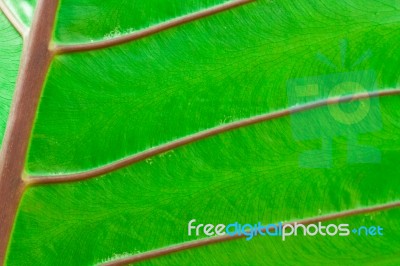 Texture Of A Green Leaf Stock Photo