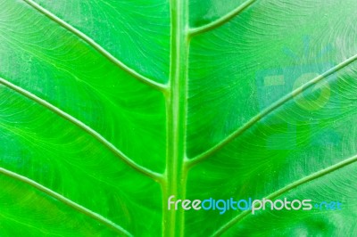 Texture Of A Green Leaf Stock Photo