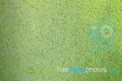 Texture Of Duckweed Stock Photo