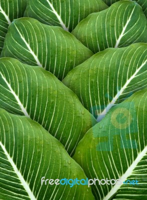 Texture Of Green Leaves Stock Photo