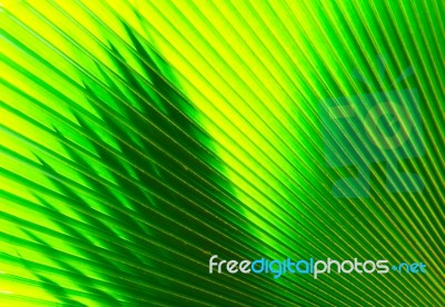 Texture Of Green Palm Leaf Stock Photo