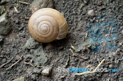 Texture Of Snail Shell On Moisture Soil Stock Photo