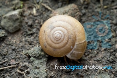 Texture Of Snail Shell On Moisture Soil Stock Photo