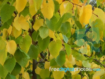 Texture Of The Autumn Foliage Of Trees  Stock Photo