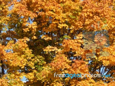 Texture Of The Autumn Foliage Of Trees  Stock Photo