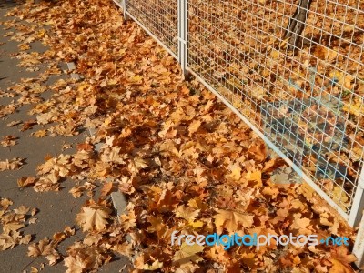 Texture Of The Autumn Foliage Of Trees  Stock Photo