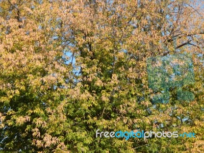 Texture Of The Autumn Foliage Of Trees  Stock Photo