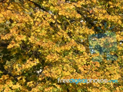 Texture Of The Autumn Foliage Of Trees  Stock Photo