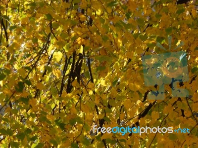 Texture Of The Autumn Foliage Of Trees  Stock Photo