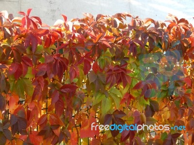 Texture Of The Autumn Foliage Of Trees  Stock Photo