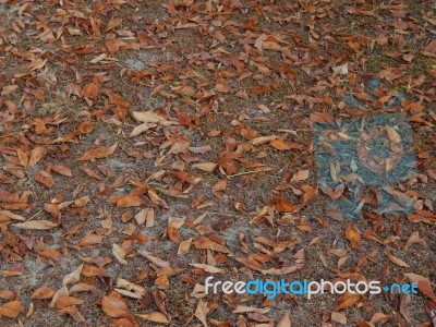 Texture Of The Autumn Foliage Of Trees  Stock Photo