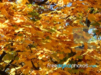 Texture Of The Autumn Foliage Of Trees  Stock Photo