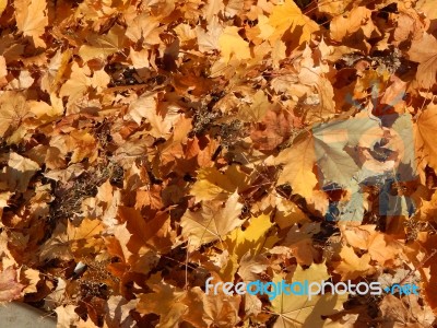 Texture Of The Autumn Foliage Of Trees  Stock Photo