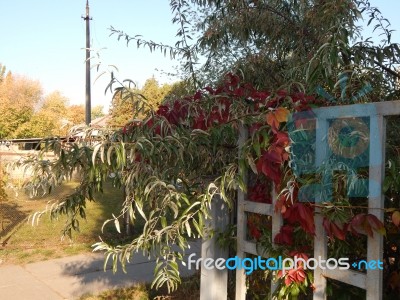 Texture Of The Autumn Foliage Of Trees  Stock Photo