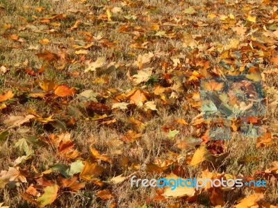 Texture Of The Autumn Foliage Of Trees  Stock Photo