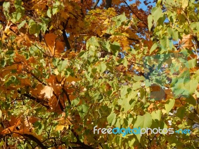 Texture Of The Autumn Foliage Of Trees  Stock Photo