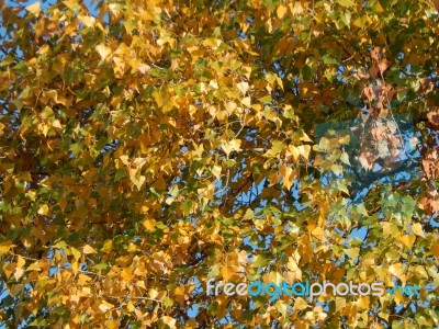 Texture Of The Autumn Foliage Of Trees  Stock Photo