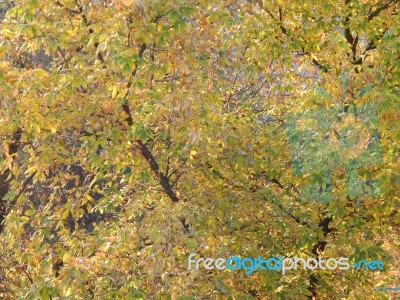 Texture Of The Autumn Foliage Of Trees  Stock Photo