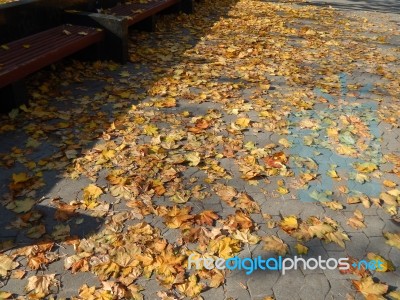 Texture Of The Autumn Foliage Of Trees  Stock Photo