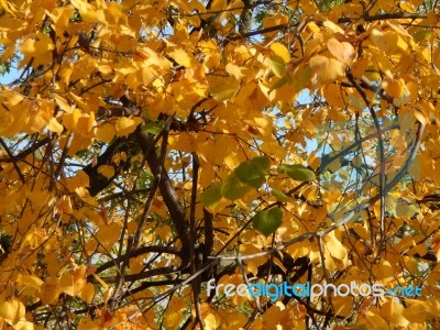 Texture Of The Autumn Foliage Of Trees  Stock Photo