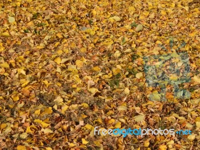 Texture Of The Autumn Foliage Of Trees  Stock Photo