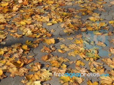 Texture Of The Autumn Foliage Of Trees  Stock Photo