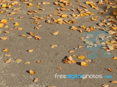 Texture Of The Autumn Foliage Of Trees  Stock Photo