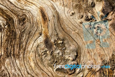 Texture Tree Bark Stock Photo