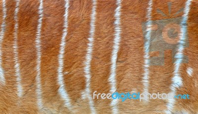 Textured Of Nyala Fur Stock Photo