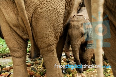 Thai Baby Elephant Stock Photo