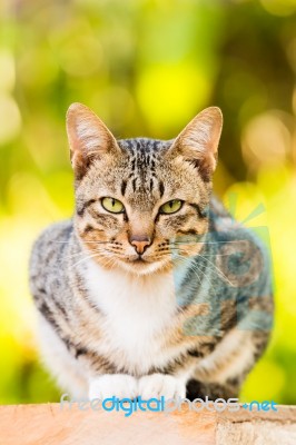 Thai Cat Stock Photo