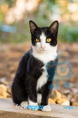 Thai Cat Stock Photo