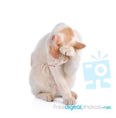 Thai Cat Isolated On The White Background Stock Photo