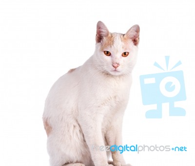 Thai Cat Isolated On White Background Stock Photo