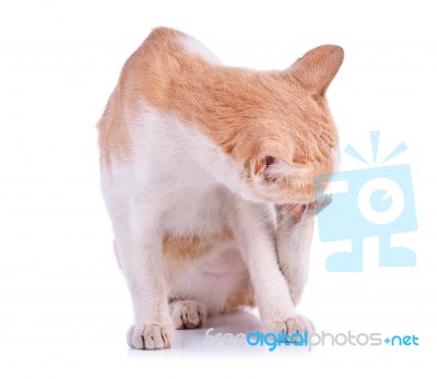 Thai Cat Isolated On White Background Stock Photo