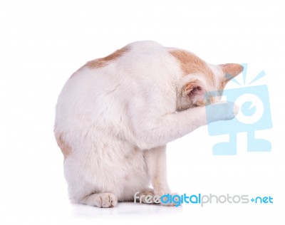 Thai Cat Isolated On White Background Stock Photo