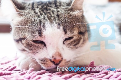 Thai Cat Lying Down At Home Stock Photo