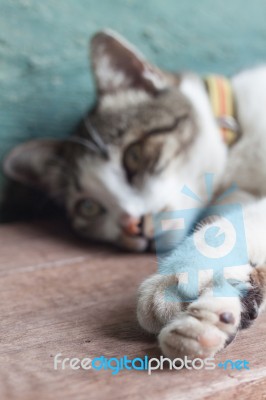 Thai Cat Lying Down In Garden Home Stock Photo