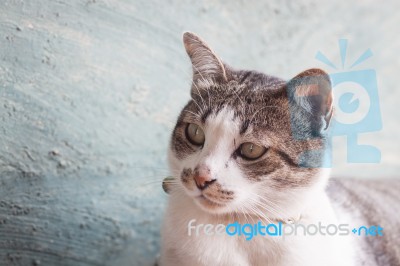 Thai Cat Pose With Green Background Stock Photo