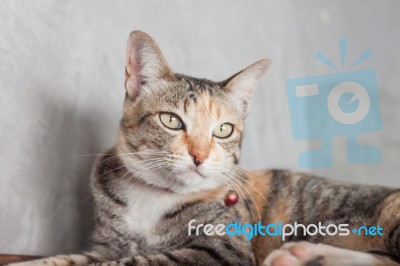 Thai Cat Pose With Grey Background Stock Photo