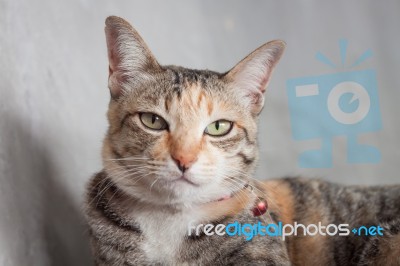 Thai Cat Pose With Grey Background Stock Photo