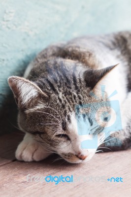 Thai Cat Sleeping In Garden Home Stock Photo