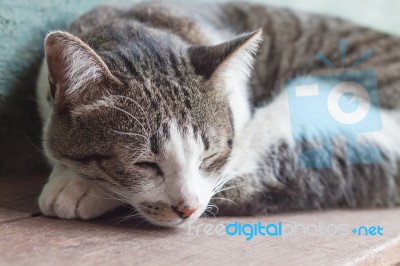 Thai Cat Sleeping In Garden Home Stock Photo