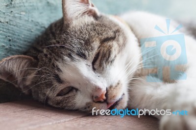 Thai Cat Sleeping In Garden Home Stock Photo