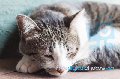 Thai Cat Sleeping In Garden Home Stock Photo