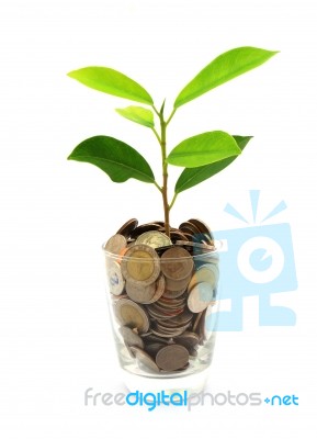 Thai Coins And Green Plant Stock Photo