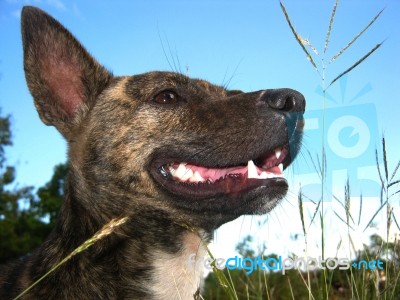 Thai Dog Stock Photo