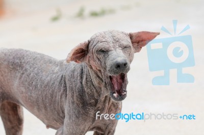 Thai Dog Sarcoptic Mange Stock Photo