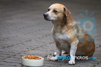 Thai Dog With Food In Bowl Stock Photo